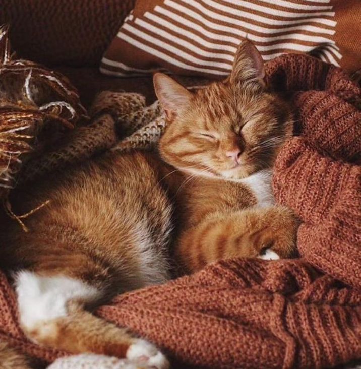 Creating Cozy Spaces: Embracing the Magic of Fall